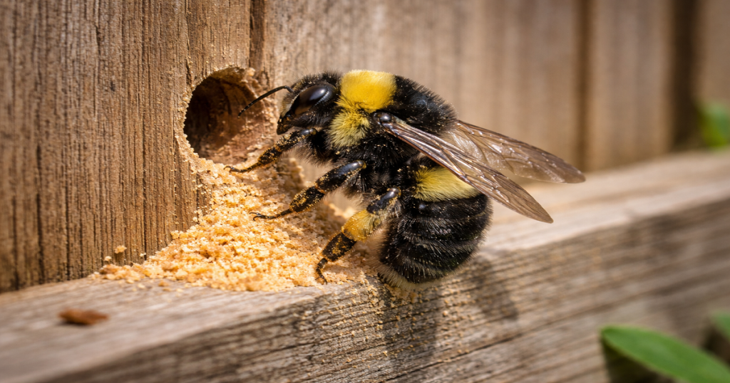 Carpenter Bees in Fence
