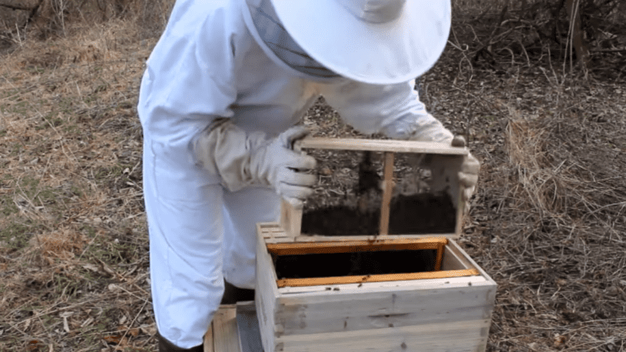 How to Start a Honey Bee Colony
