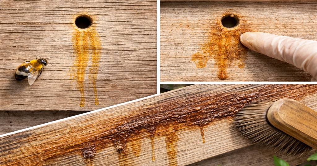 What Does Carpenter Bee Excrement Look Like