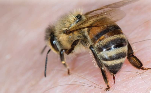 What Does a Queen Bee Stinger Look Like?