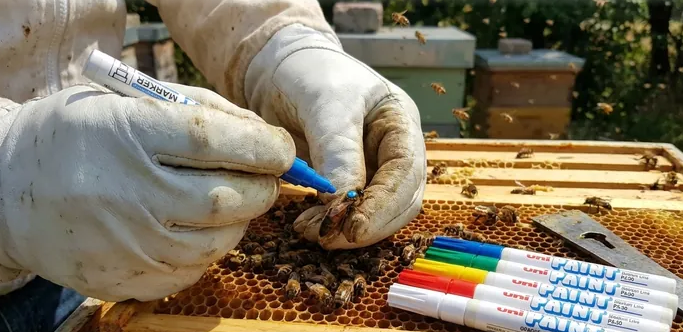 Step-by-Step: How Beekeepers Safely Handle a Queen Bee