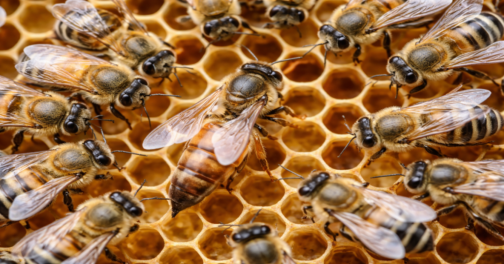 Does the Queen Bee Sting